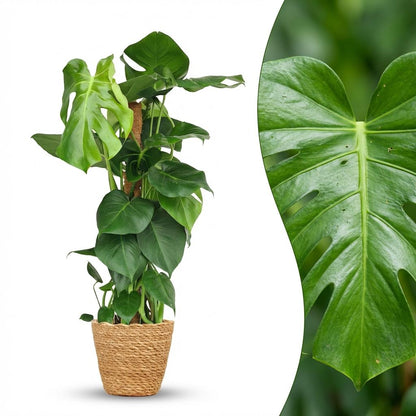Monstera Deliciosa am Moosstab kaufen | Fensterblatt, 90 cm