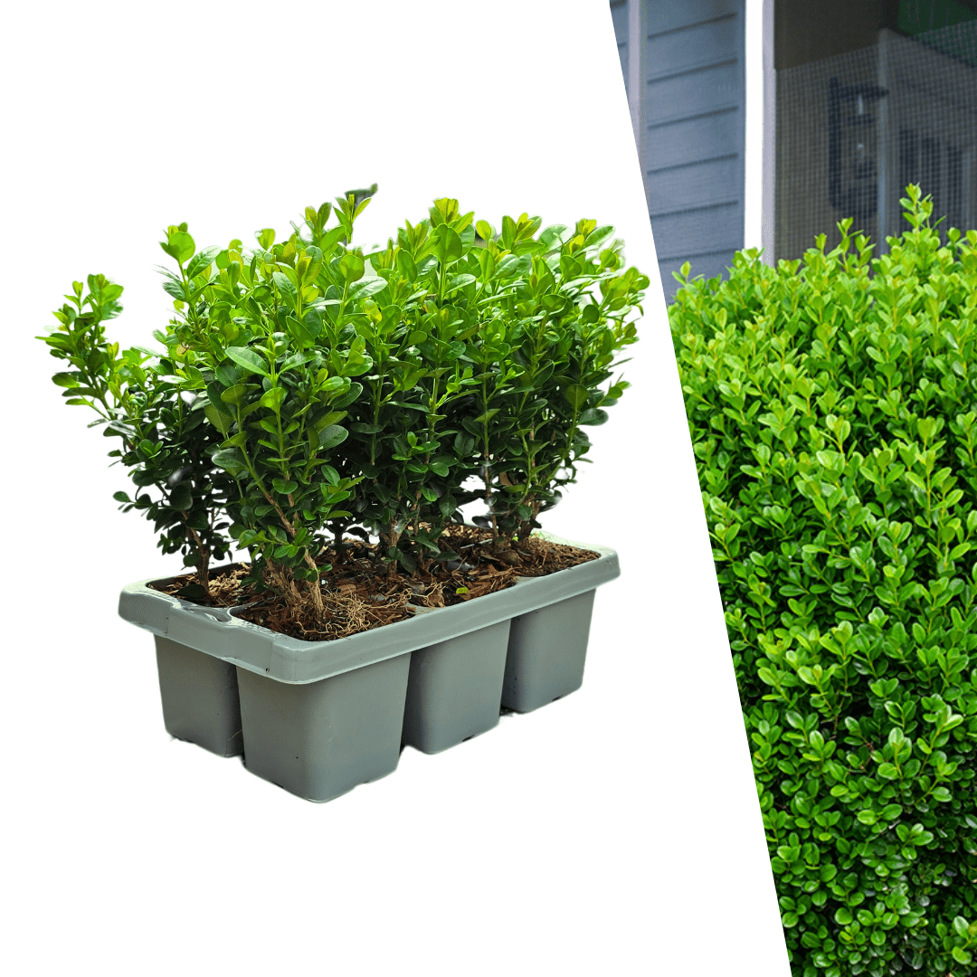 Buxus NewGen Freedom – 6er - Pack – Winterharte Immergrüne Sträucher – Ø7 cm Topf – Höhe ca. 15 cm - Wurzelwerk Design