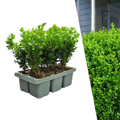 Buxus NewGen Freedom – 6er - Pack – Winterharte Immergrüne Sträucher – Ø7 cm Topf – Höhe ca. 15 cm - Wurzelwerk Design