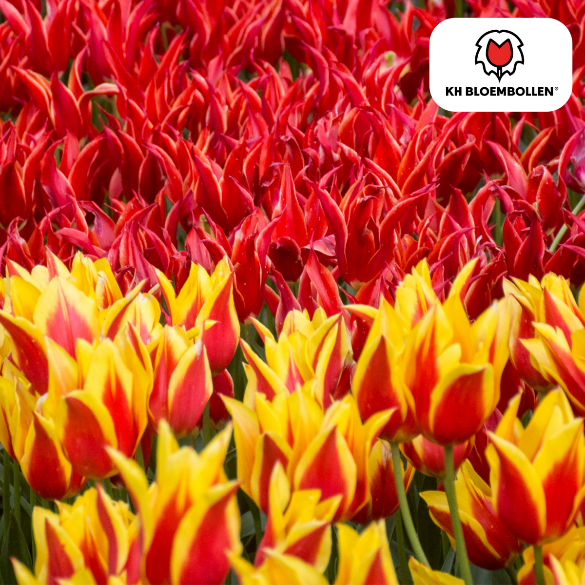 Tulpenzwiebeln Fire Wings – 20er - Pack | Papageien - Tulpe - Wurzelwerk Design