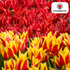 Papageien-Tulpenzwiebeln Fire Wings, 20er-Pack, Everspring, frische Tulpenzwiebeln für bunte Frühjahrsblumen.