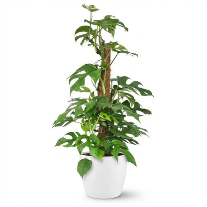 Everspring Monstera Minima Pflanze im Topf mit 19 cm Durchmesser, 90 cm hoch, grünes Fensterblatt, als Zimmerpflanze.