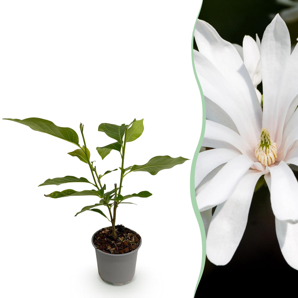 Magnolia stellata ‘Royal Star’ - weiße Sternmagnolie, 30 cm, Everspring Pflanze mit blühenden weißen Blüten.