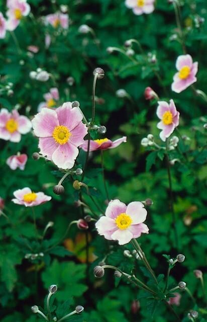 24x Anemone tomentosa ‘Robustissima’ – Herbst - Anemone für Beete &amp; Rabatten – Höhe 10–25 cm – Ø 9 cm - Wurzelwerk Design