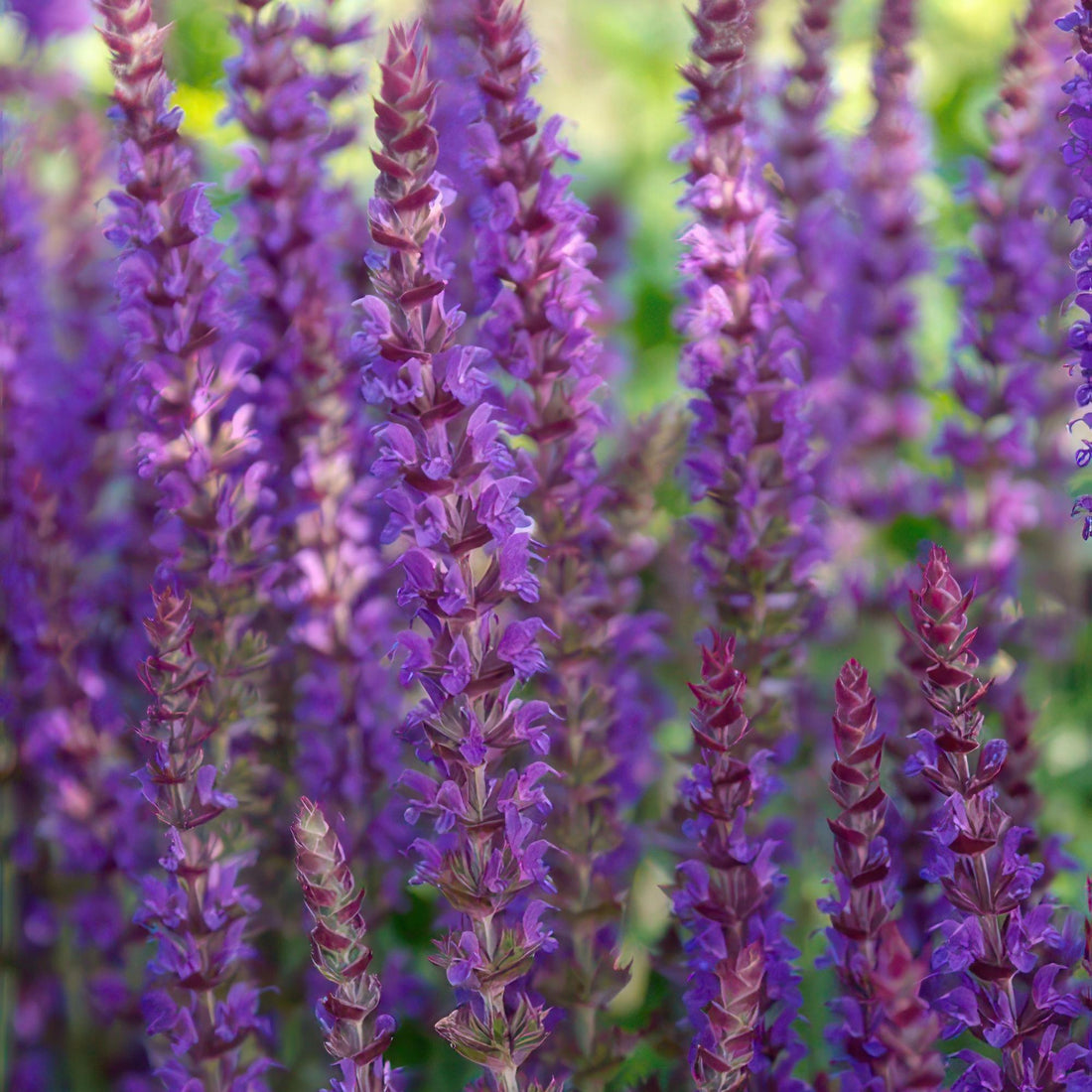 24x Salvia nemorosa ‘Ostfriesland’ – Steppen-Salbei mit violettblauen Blüten – Höhe 10–25 cm – Ø 9 cm