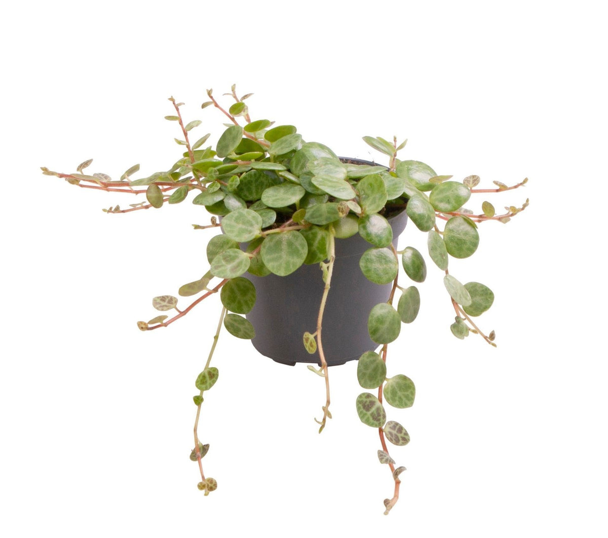 Schildkröten-Peperomie (Peperomia prostrata) Babypflanze mit gemusterten Mini-Blättern – Bild 2