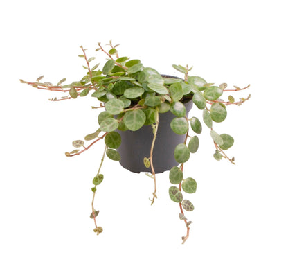 Schildkröten-Peperomie (Peperomia prostrata) Babypflanze mit gemusterten Mini-Blättern – Bild 2