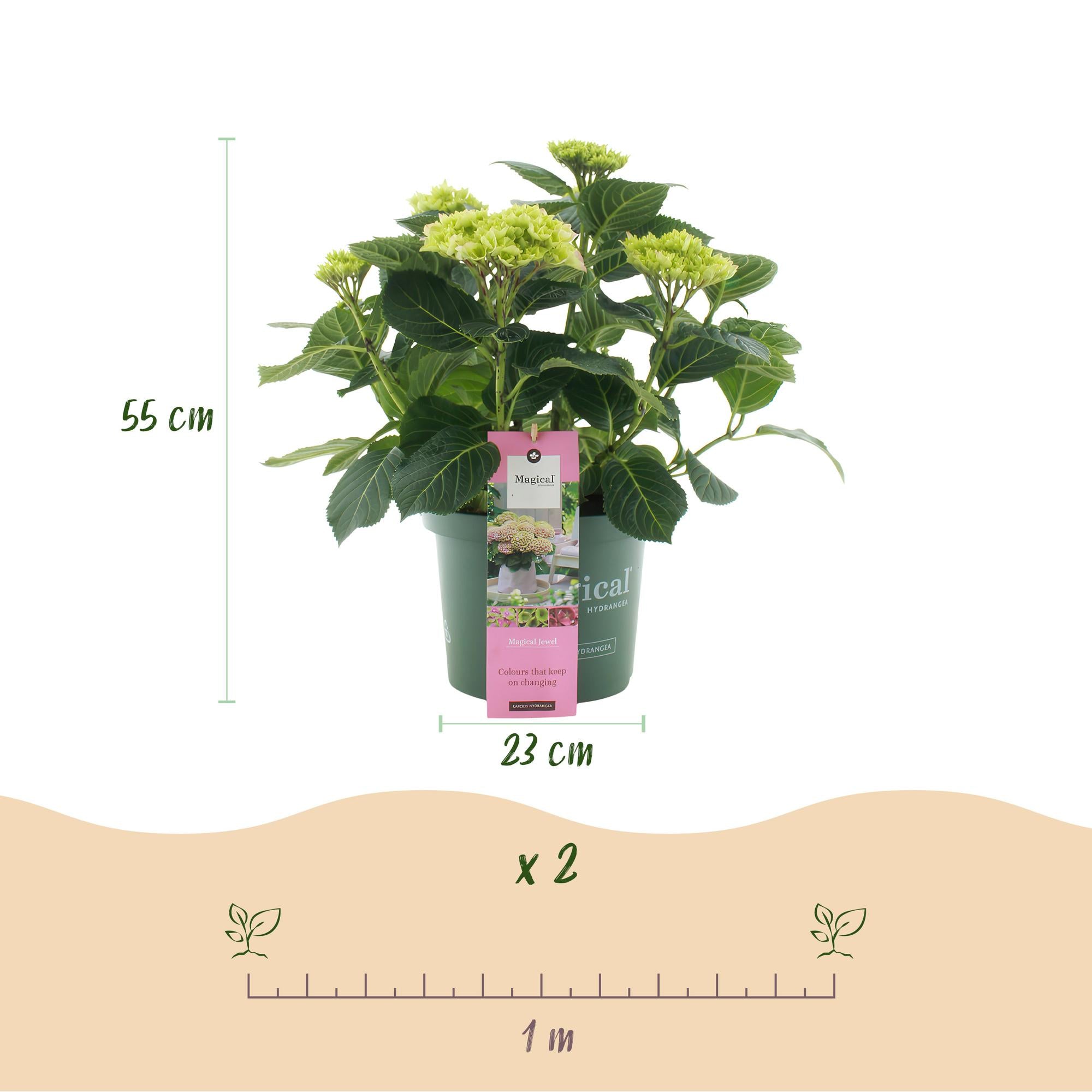 Everspring Hortensie Hydrangea Magical Jewel Pink mit rosa Blumen, Topf 23cm, Höhe 55cm, 6-10 Blüten, Pflanze.
