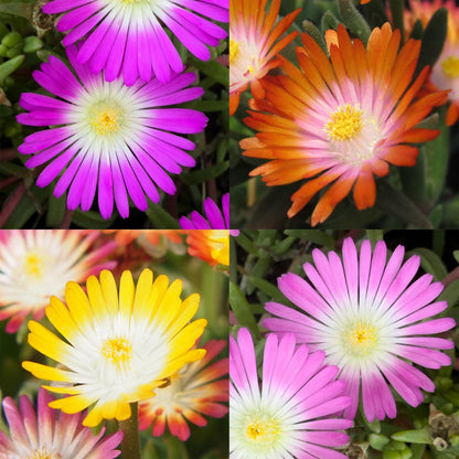 Bodendecker Delosperma Jewel of Desert | 8 winterharte Pflanzen – Farben Rot, Orange, Lila &amp; Rosa