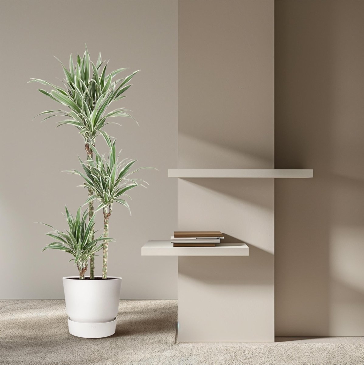 Dracaena White Stripe (150 cm, Ø24 cm) - Wurzelwerk Design