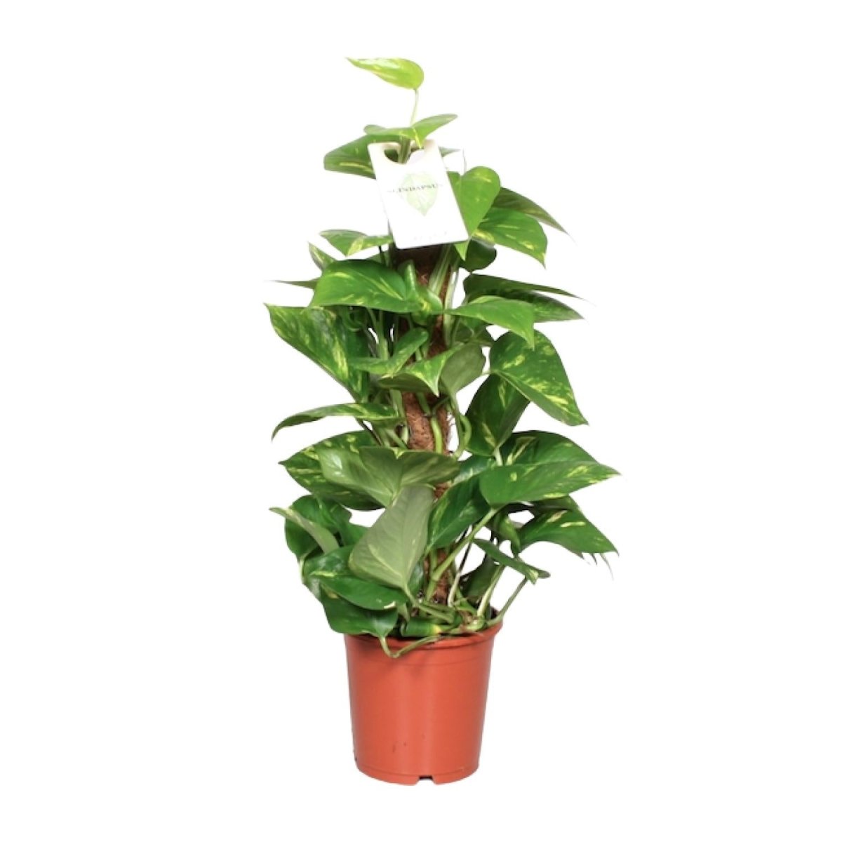Epipremnum Pinnatum Mosstok 60cm Scindapsus - Ø15cm - ↕60cm - Wurzelwerk Design