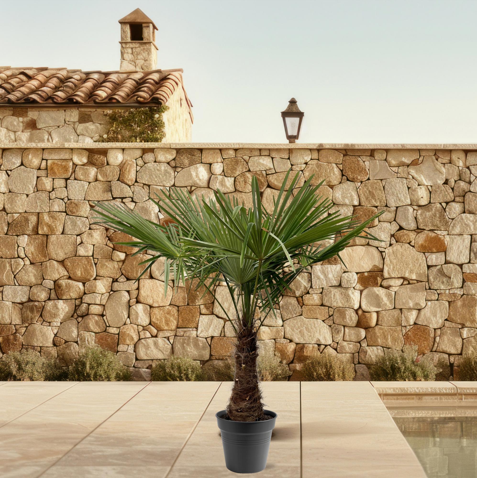 Trachycarpus fortunei – winterharte Hanfpalme im Topf für Garten, Terrasse oder Balkon