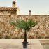 Everspring Hanfpalme Trachycarpus fortunei, winterhart, 90-300 cm, grüne Pflanze mit Palmwedeln, Topf, Nahaufnahme