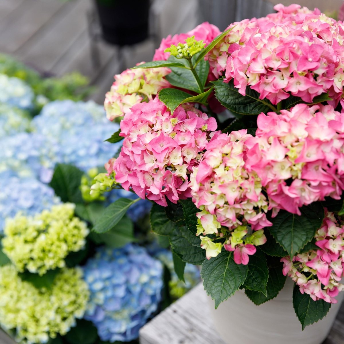 Balkon - Hortensie Forever &amp; Ever Rosa – 2 Pflanzen – 7–12 Blüten – Ø23 cm Topf – Höhe ca. 55 cm - Wurzelwerk Design
