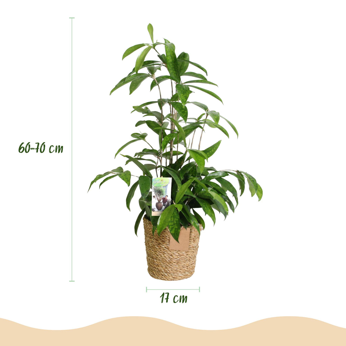 Dracaena surculosa Pflanze in Korb, ca. 60-70cm hoch, Everspring Drachenbaum mit grünen Blättern