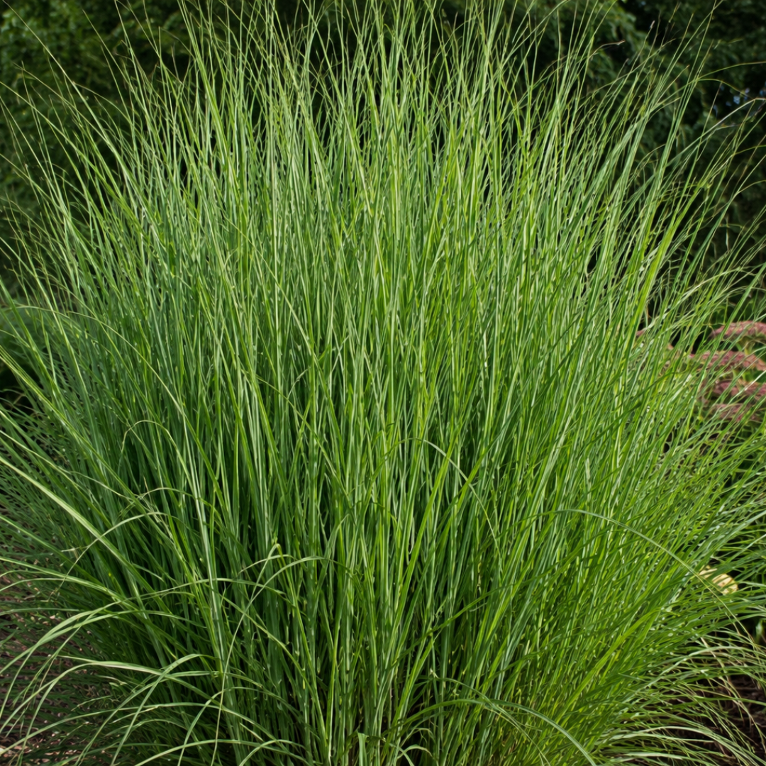 Rutenhirse Northwind kaufen | 3× Panicum virgatum, Ø 12 cm