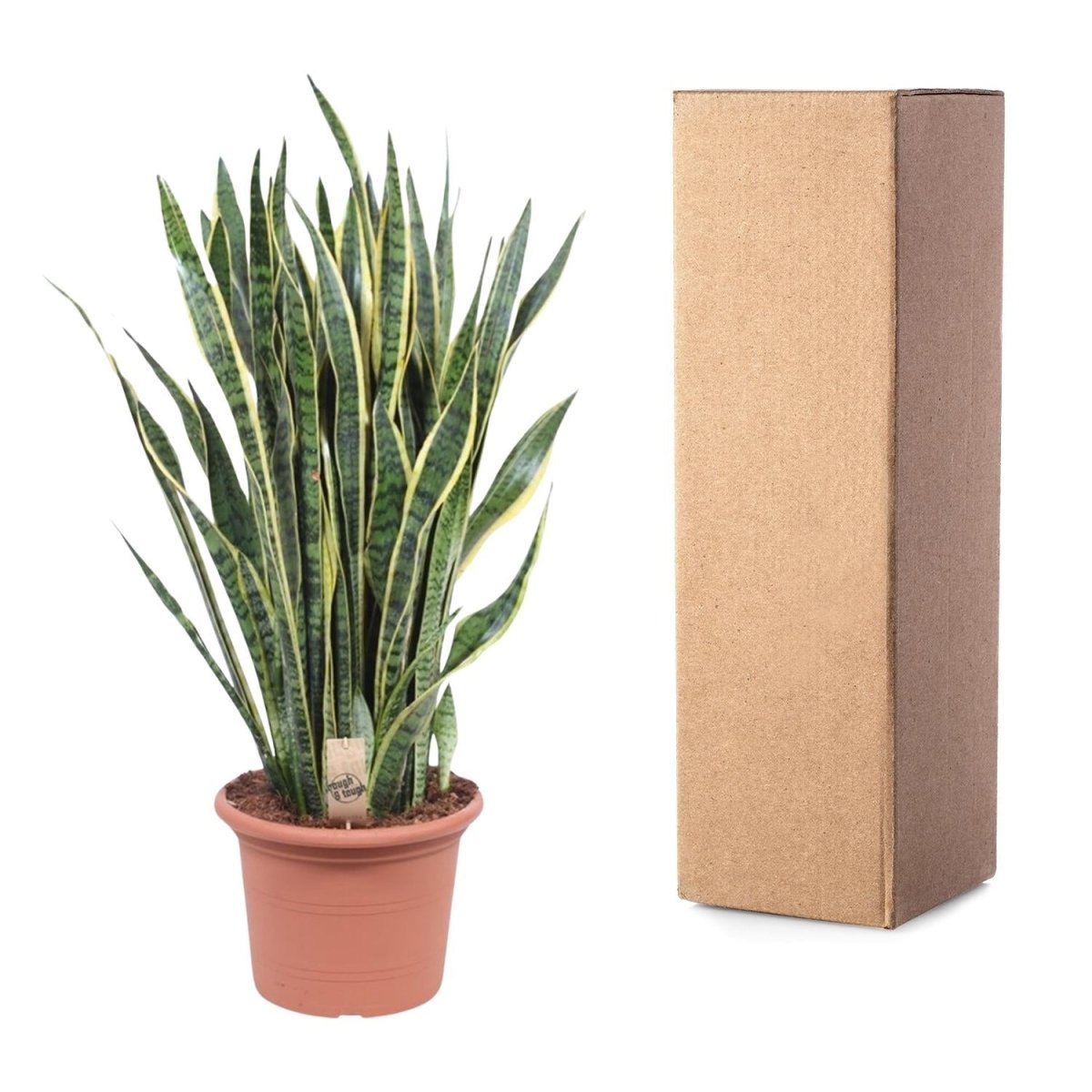 Sansevieria Laurentii 100 cm – XL Bogenhanf - Wurzelwerk Design