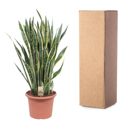 Sansevieria Laurentii 100 cm – XL Bogenhanf