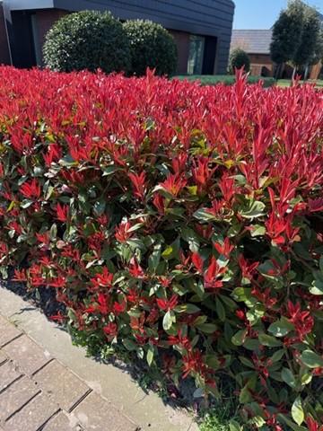 Grüne Photinia fraseri Carre Rouge Heckenpflanzen im Topf, rot grüne Blätter, 8 Pflanzen, immergrün, ca. 30-35cm hoch