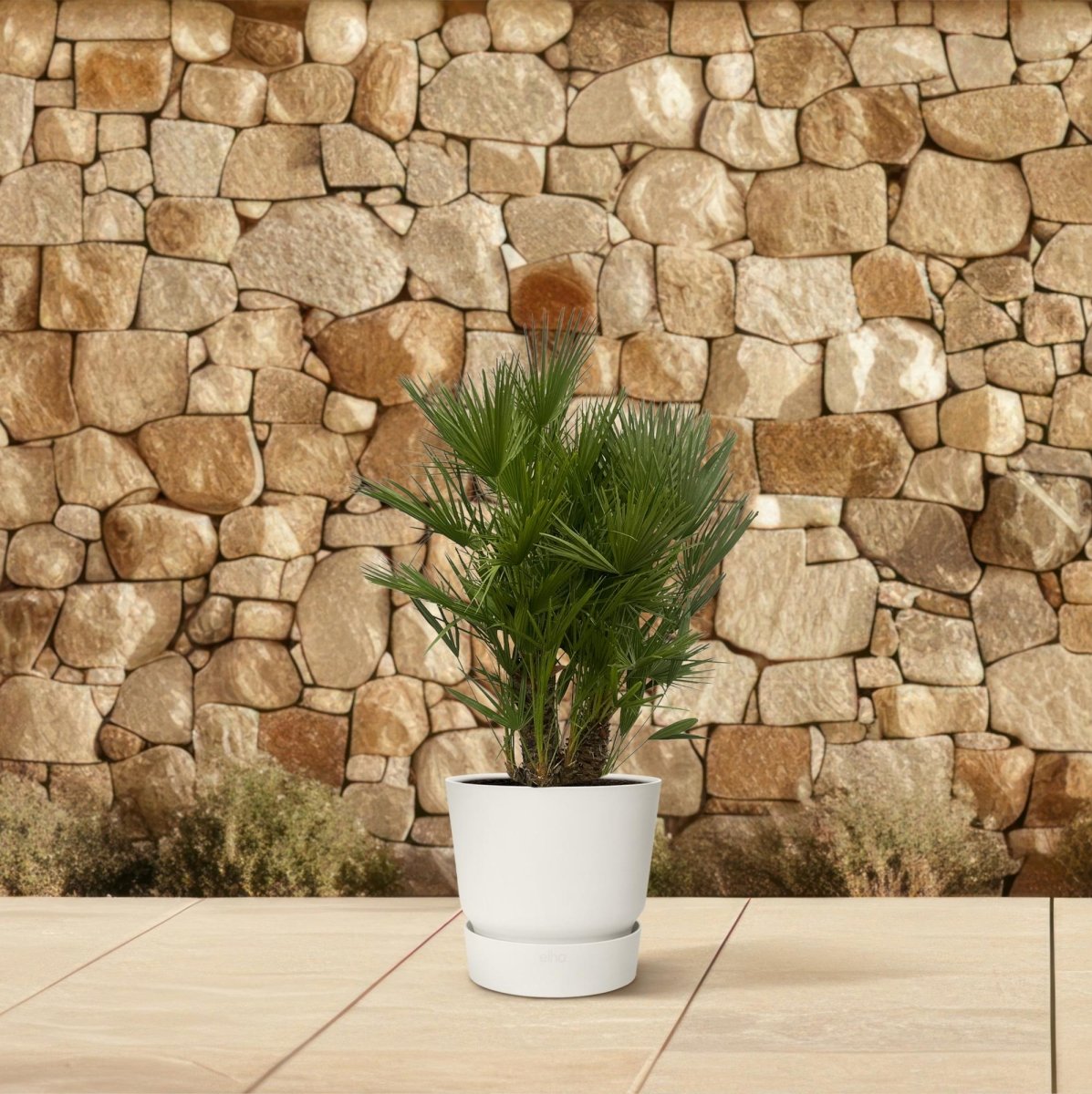Chamaerops humilis kaufen – Europäische Zwergpalme, winterhart bis –12 °C - Wurzelwerk Design