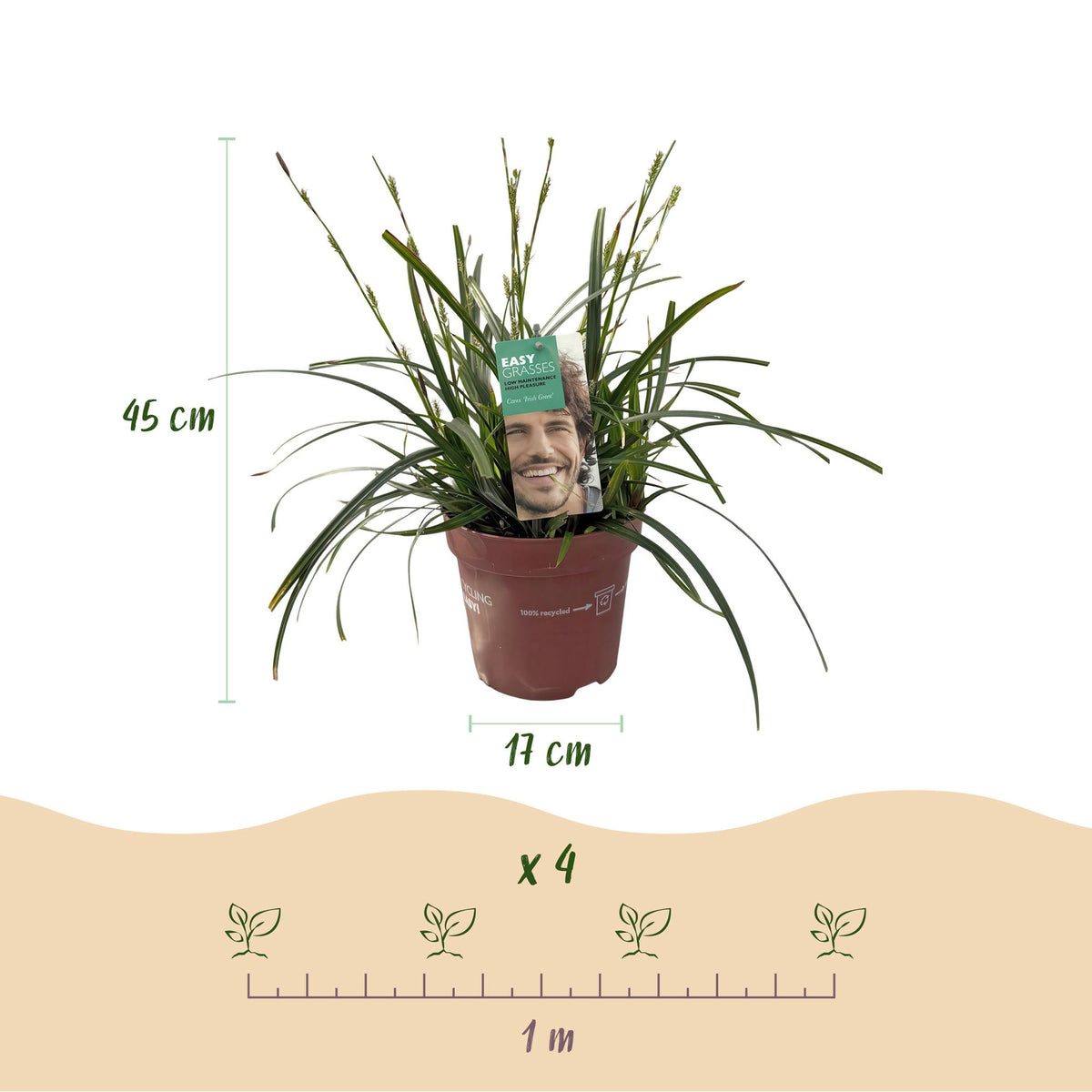 Zwei GreenboutiQ Everspring Carex oshimensis Intense Green Ziergräser, immergrün, 17cm Topf, dekorative Zimmerpflanzen