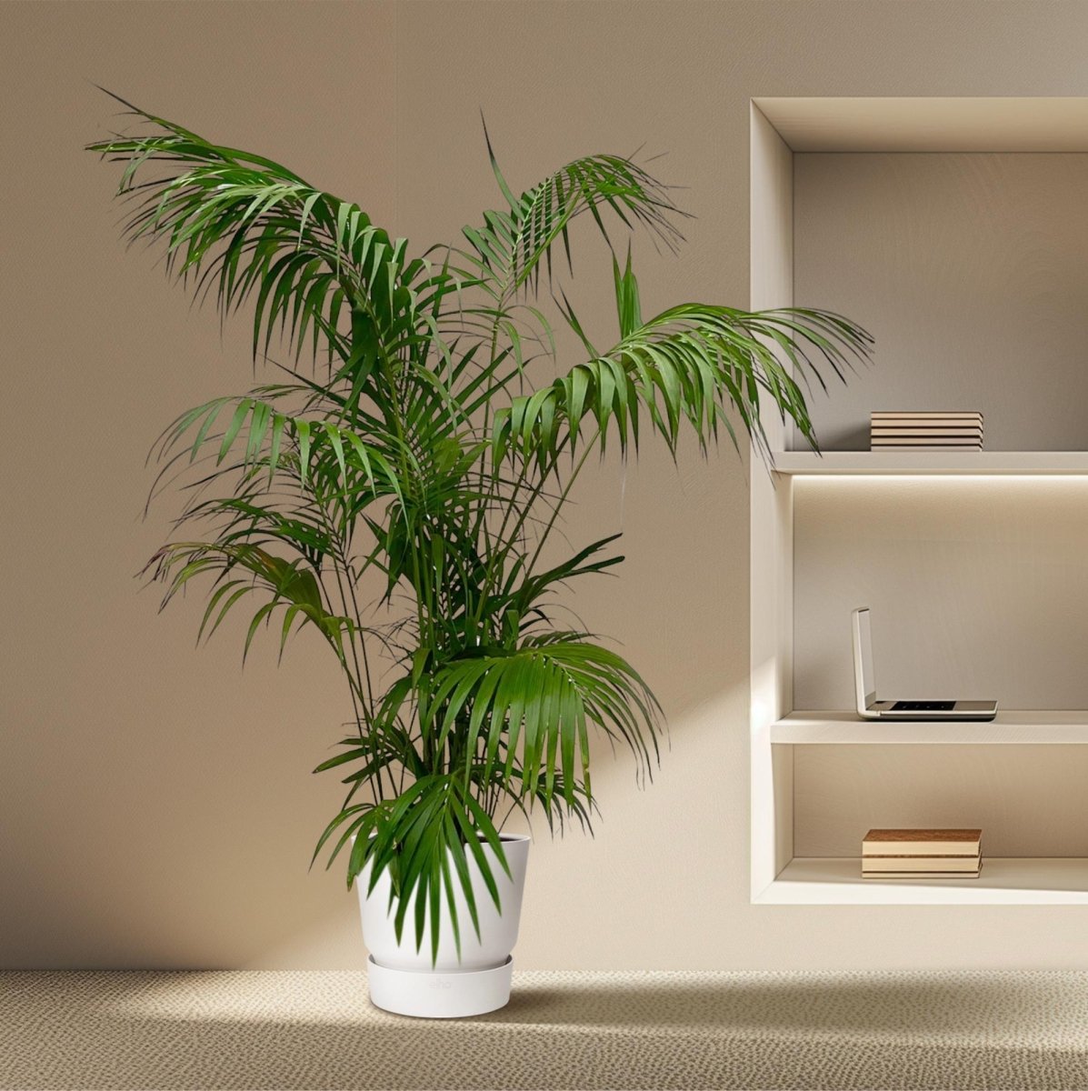 Kentia Palme kaufen – Howea forsteriana 70–260 cm | Zimmerpalme - Wurzelwerk Design