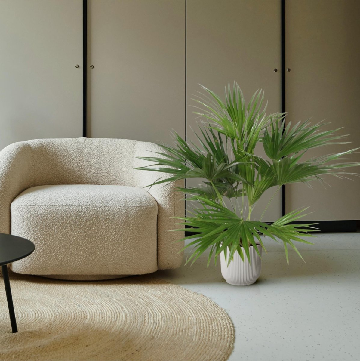 Livistona Chinensis - 170 cm - Ø 27 cm - Wurzelwerk Design