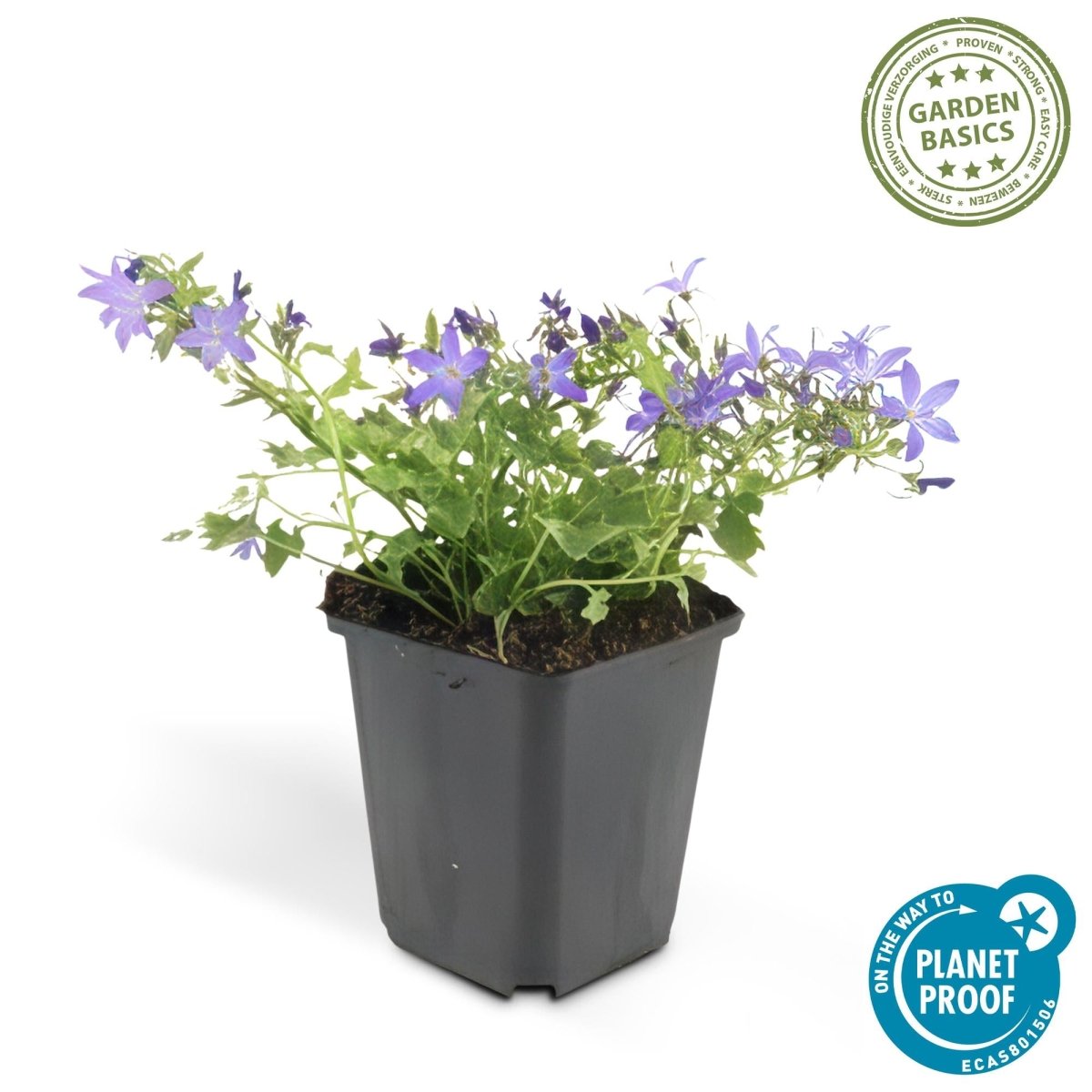 24x Campanula poscharskyana ‘Stella’ – Hängepolster - Glockenblume für Beete, Mauern &amp; Balkon – Höhe 10–25 cm – Ø 9 cm - Wurzelwerk Design