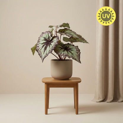 Künstliche Begonie Pflanze im 26 cm Topf von Everspring, UV-beständige Kunstpflanze mit grünen Blättern und bunten Blüten