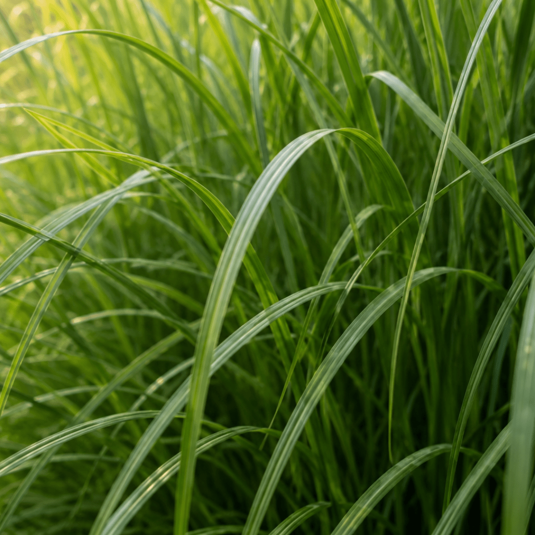 Chinaschilf Gracillimus kaufen | 3× Miscanthus, Ø 12 cm - Wurzelwerk Design