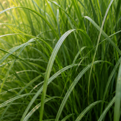 Chinaschilf Gracillimus kaufen | 3× Miscanthus, Ø 12 cm