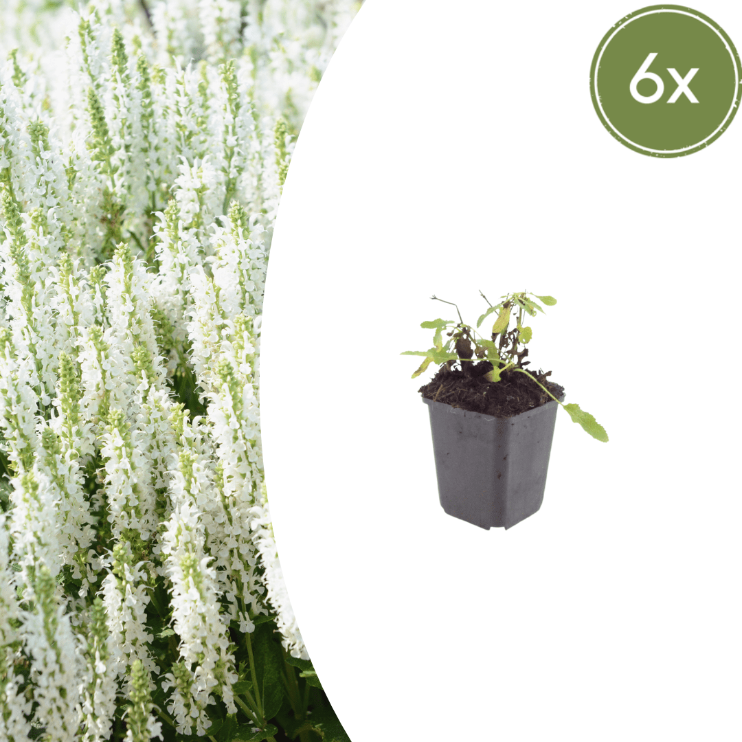 Sechs Salvia &
