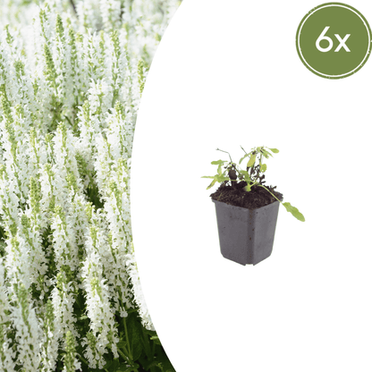Sechs Salvia &
