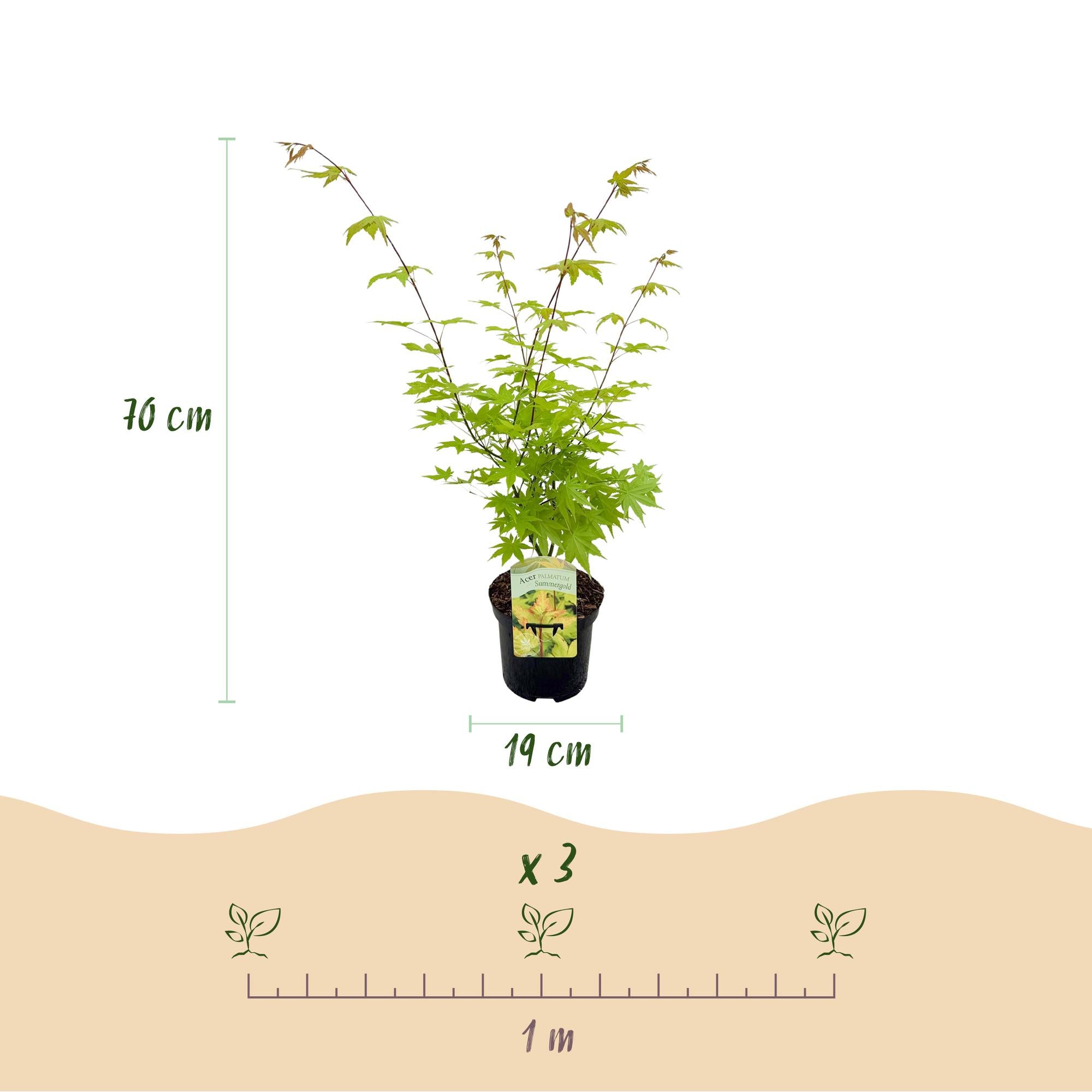 Zwei japanische Ahornpflanzen Acer palmatum Summergold, gelbes Laub, topfbereit, 70 cm hoch, laubabwerfend, Everspring