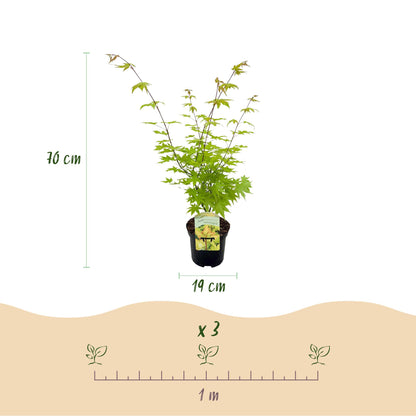 Zwei japanische Ahornpflanzen Acer palmatum Summergold, gelbes Laub, topfbereit, 70 cm hoch, laubabwerfend, Everspring