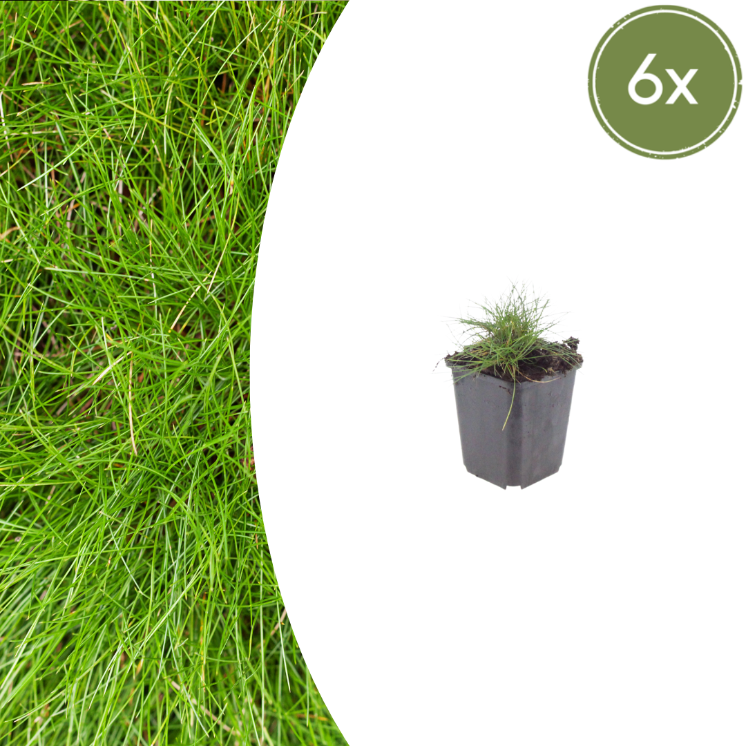 Sechs Festuca gautieri Pflanzen, etwa 10-25 cm hoch, mit runden Durchmesser von 9 cm, Everspring Gärtnerei, Nahaufnahme