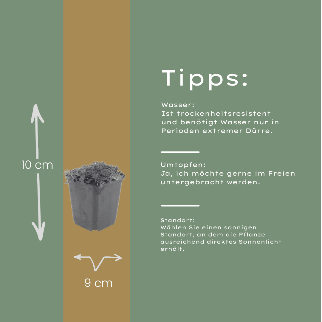Sechs Thymus praecox &