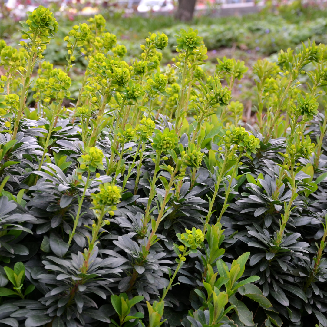 Sechs Euphorbia amygdal. robbiae Pflanzen, ca. 10-25 cm hoch, mit Ø 9 cm Töpfen, von Everspring, als Nahaufnahme.