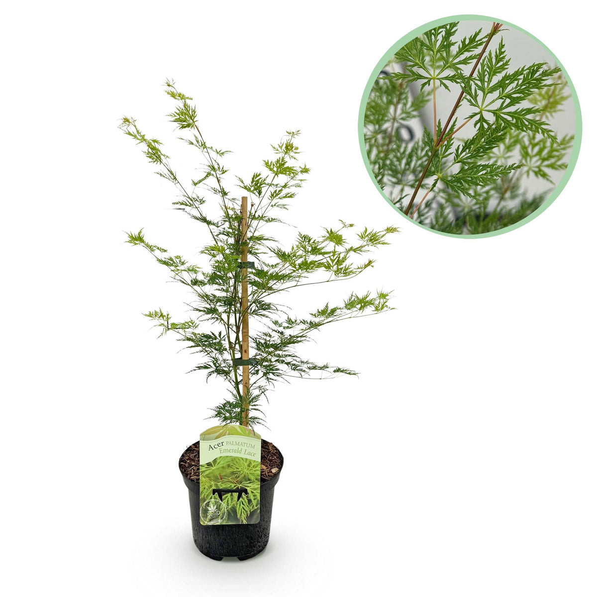 Japanischer Ahorn Acer palmatum Emerald Lace in Topf, laubabwerfend, grüne Blätter, Höhe 70cm, Everspring | Pflanze