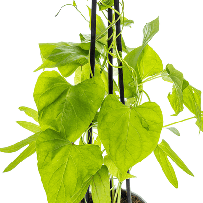 Ipomoea tricolor &