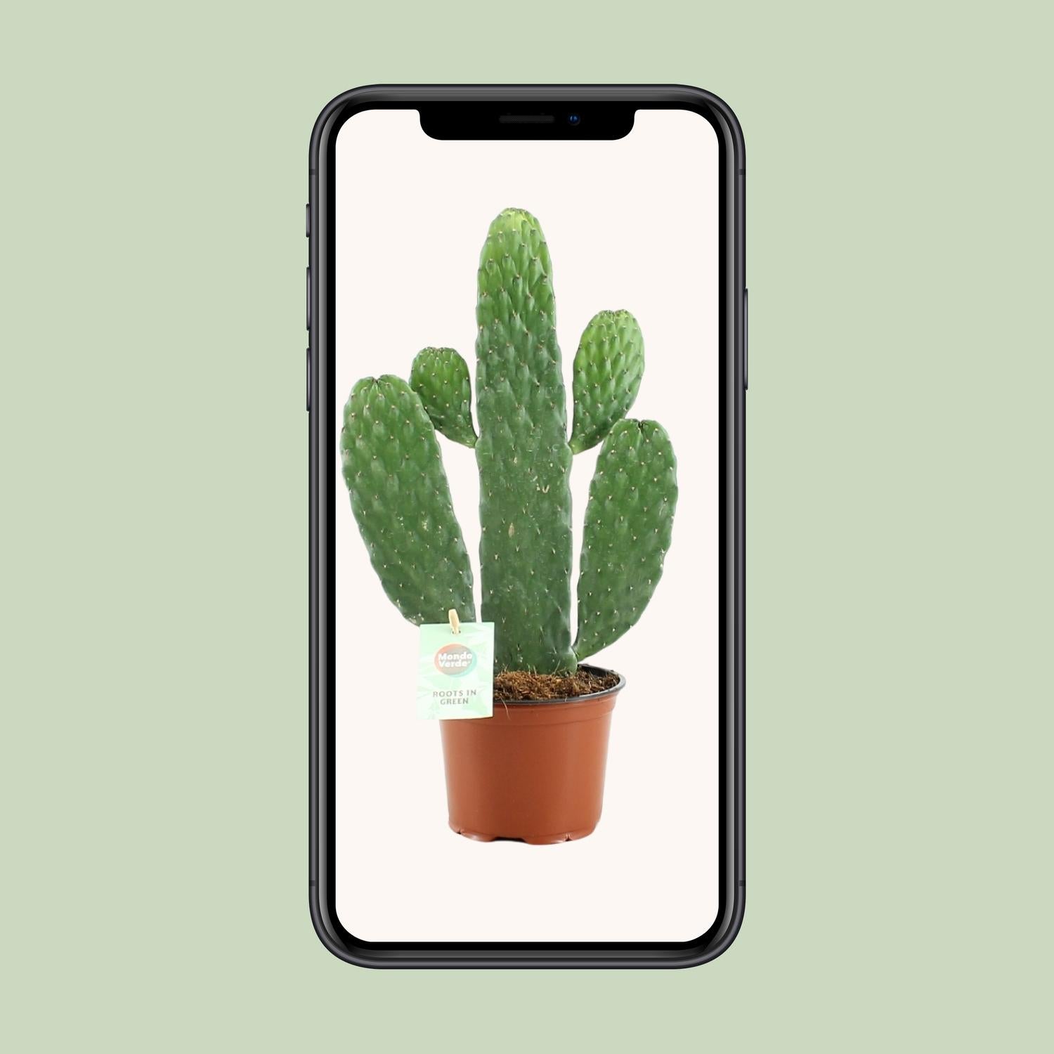 Everspring Opuntia Rubescens Consolea Pflanze, 12cm Durchmesser, 35cm hoch, grüne Sukkulente mit roten Akzenten, Topfpflanze