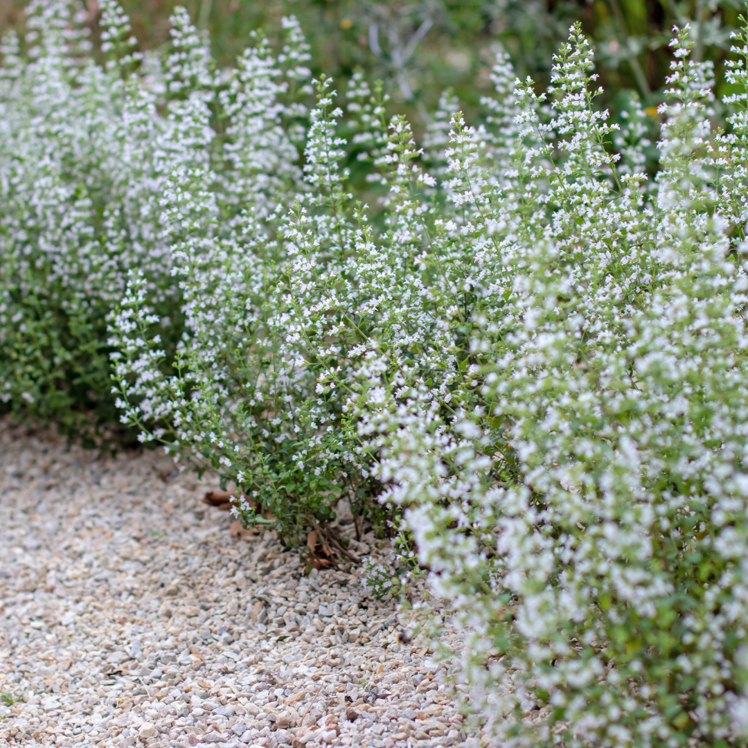 Sechs Calamintha nepeta Pflanzen in Töpfen, ca. 10-25 cm hoch, mit grünen Blättern und kleinen Blüten, von Everspring.