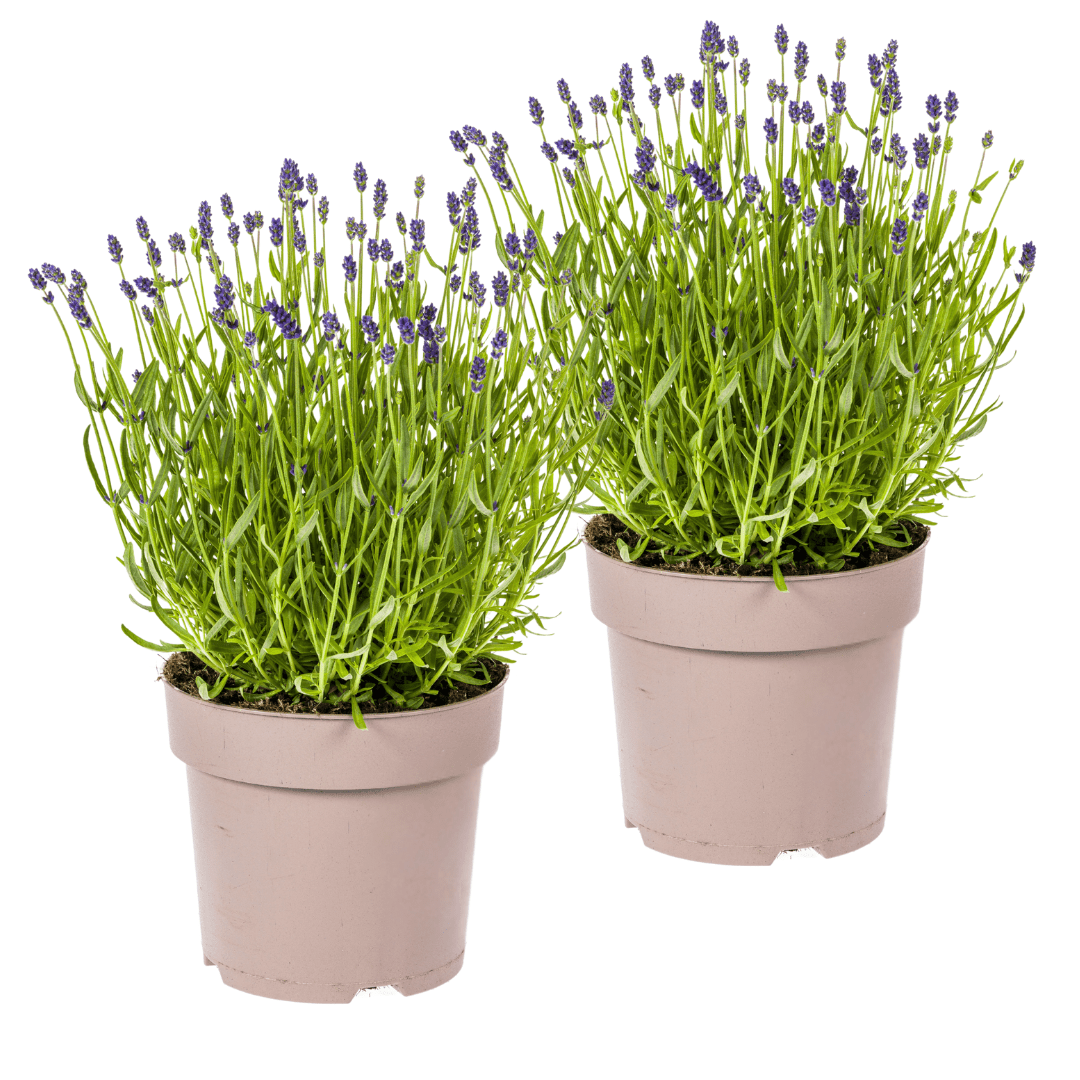 Lavandula angustifolia (2er - Set) – Echter Lavendel Ø19 cm | Duft &amp; Bienenliebe - Wurzelwerk Design