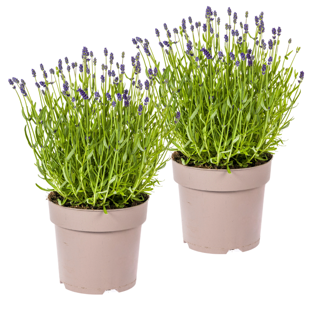 Lavandula angustifolia (2er-Set) – Echter Lavendel Ø19 cm | Duft &amp; Bienenliebe