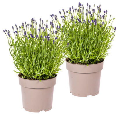 Lavandula angustifolia (2er-Set) – Echter Lavendel Ø19 cm | Duft &amp; Bienenliebe