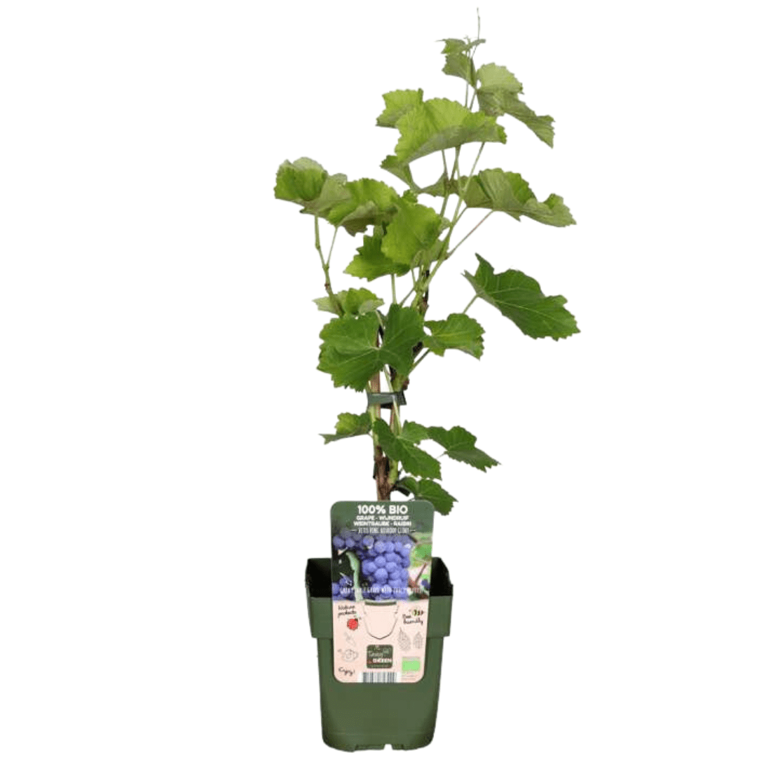 Drei Bio-Weinreben in Topf, Durchmesser 13 cm, Höhe 20 cm, von Everspring, kleine grüne Weinreben für Garten und Balkon