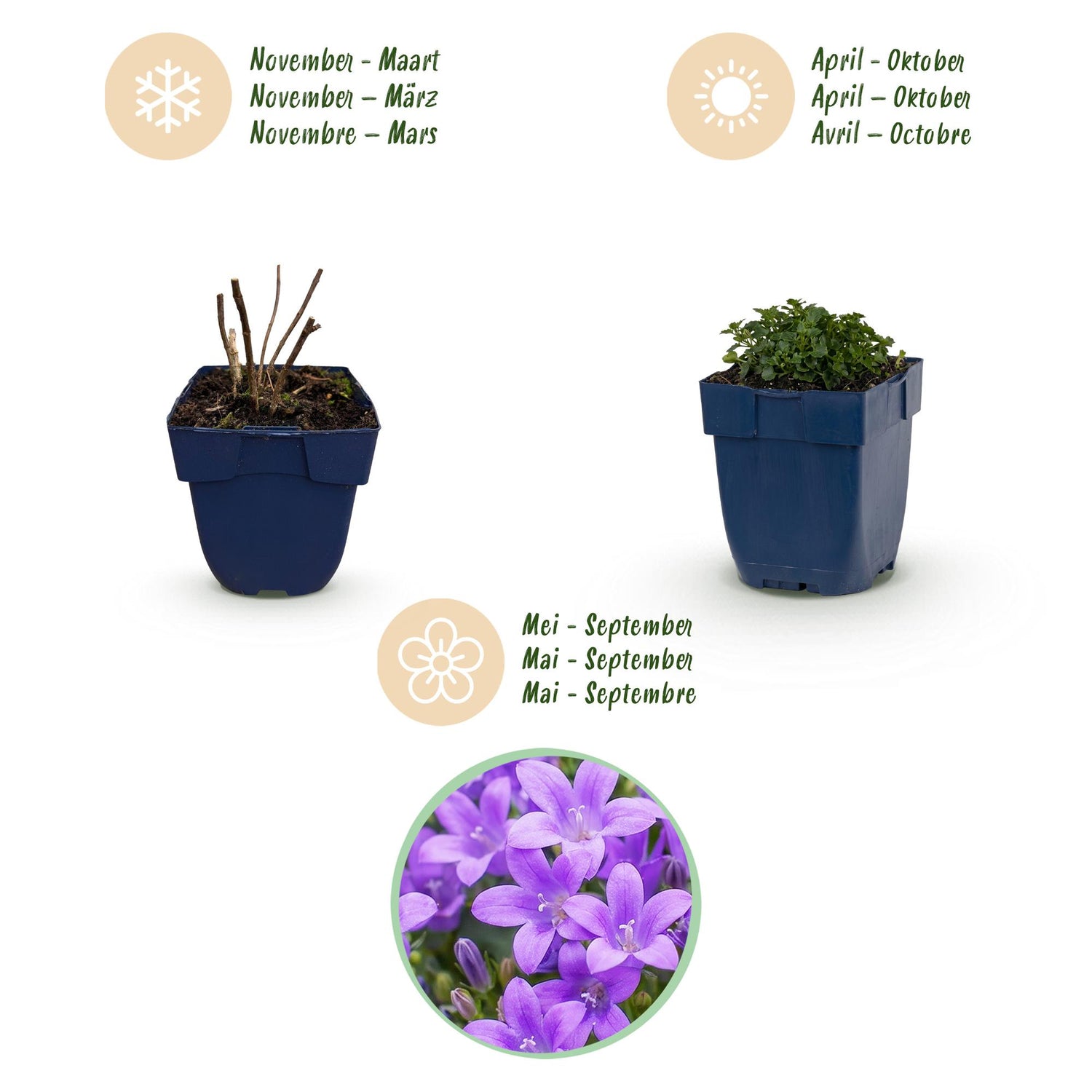 Dalmatiner-Glockenblume kaufen | Campanula portenschlagiana, 6er-Set
