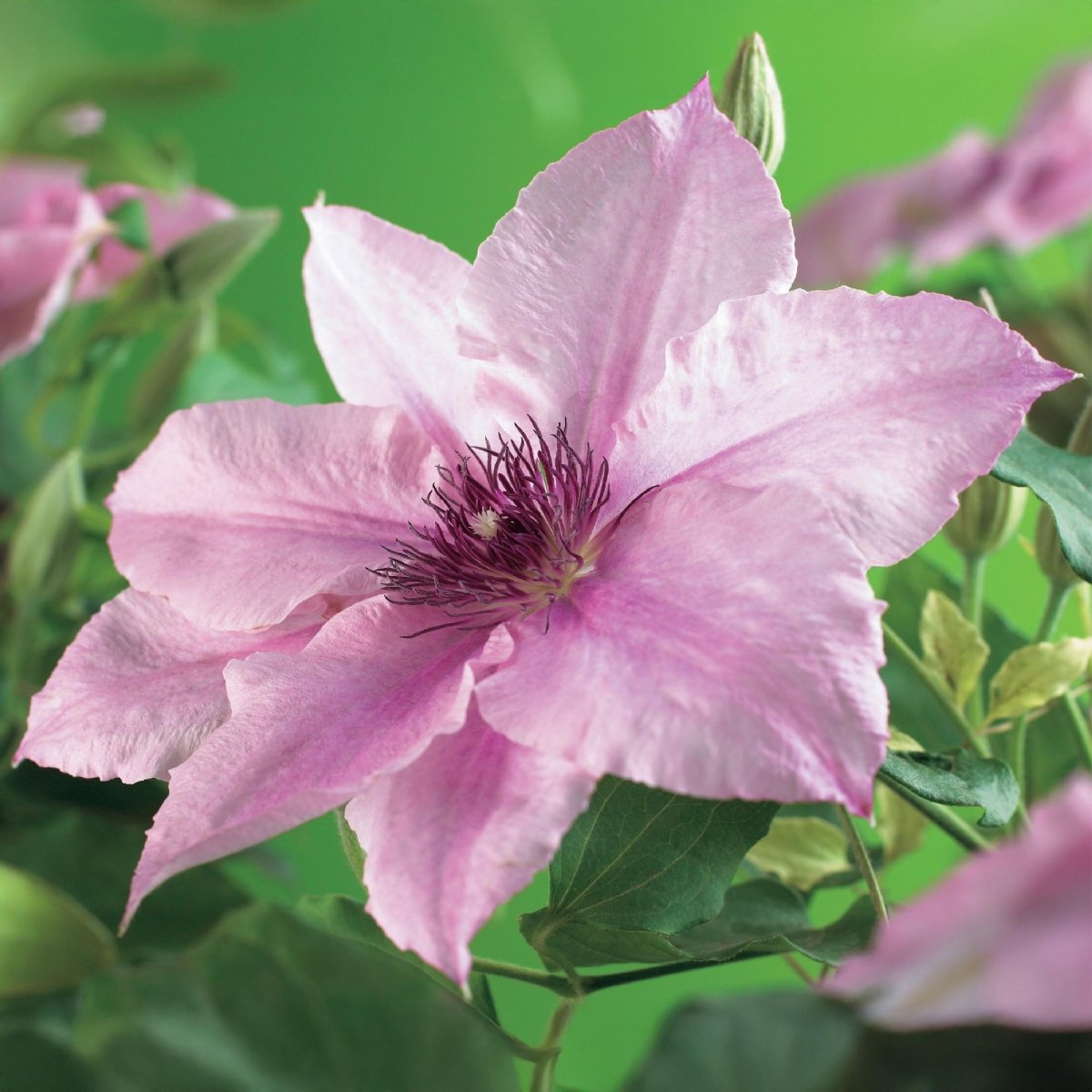 Clematis &