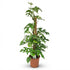 Everspring Monstera Minima Pflanze mit Moosstab, Topf Ø 19 cm, Höhe 90 cm, grünes Mini-Fensterblatt als Zimmerpflanze