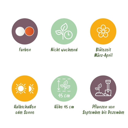 Blumenzwiebeln Narzisse Replete | 10 Stück Weiß - Orange – Zwiebelgröße 10/12 – XXL Pack - Wurzelwerk Design